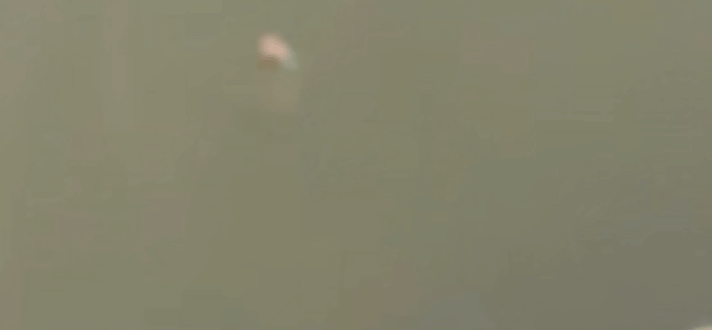 c.gif