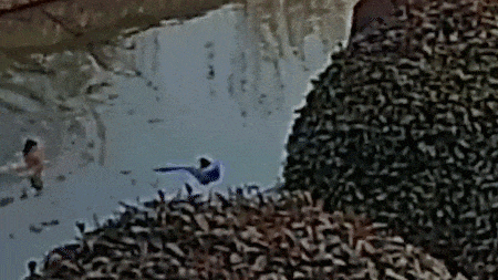 04.gif