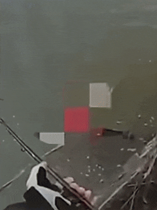 1111.gif