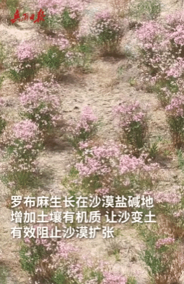 6.gif